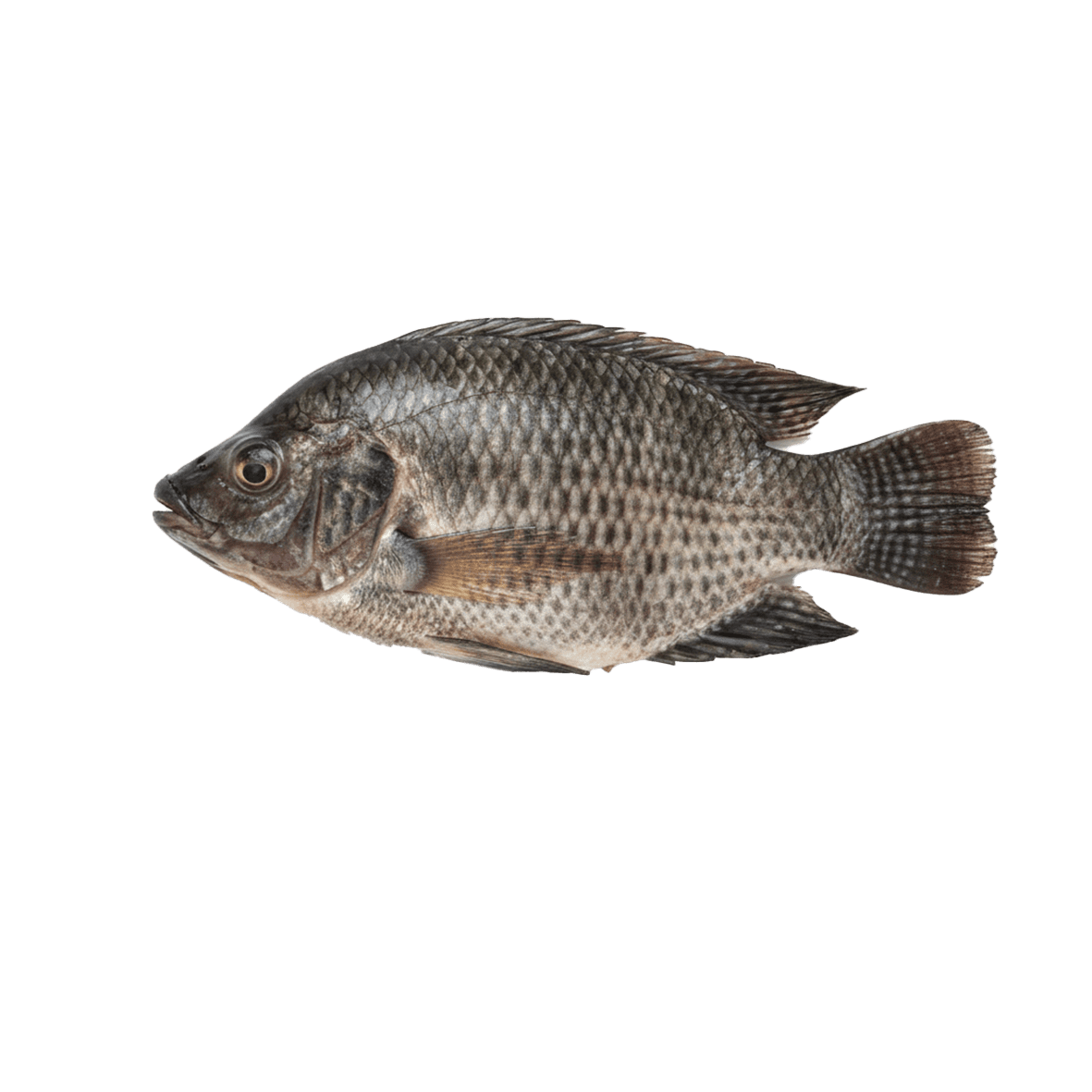 250g-350g-450g – Image 2