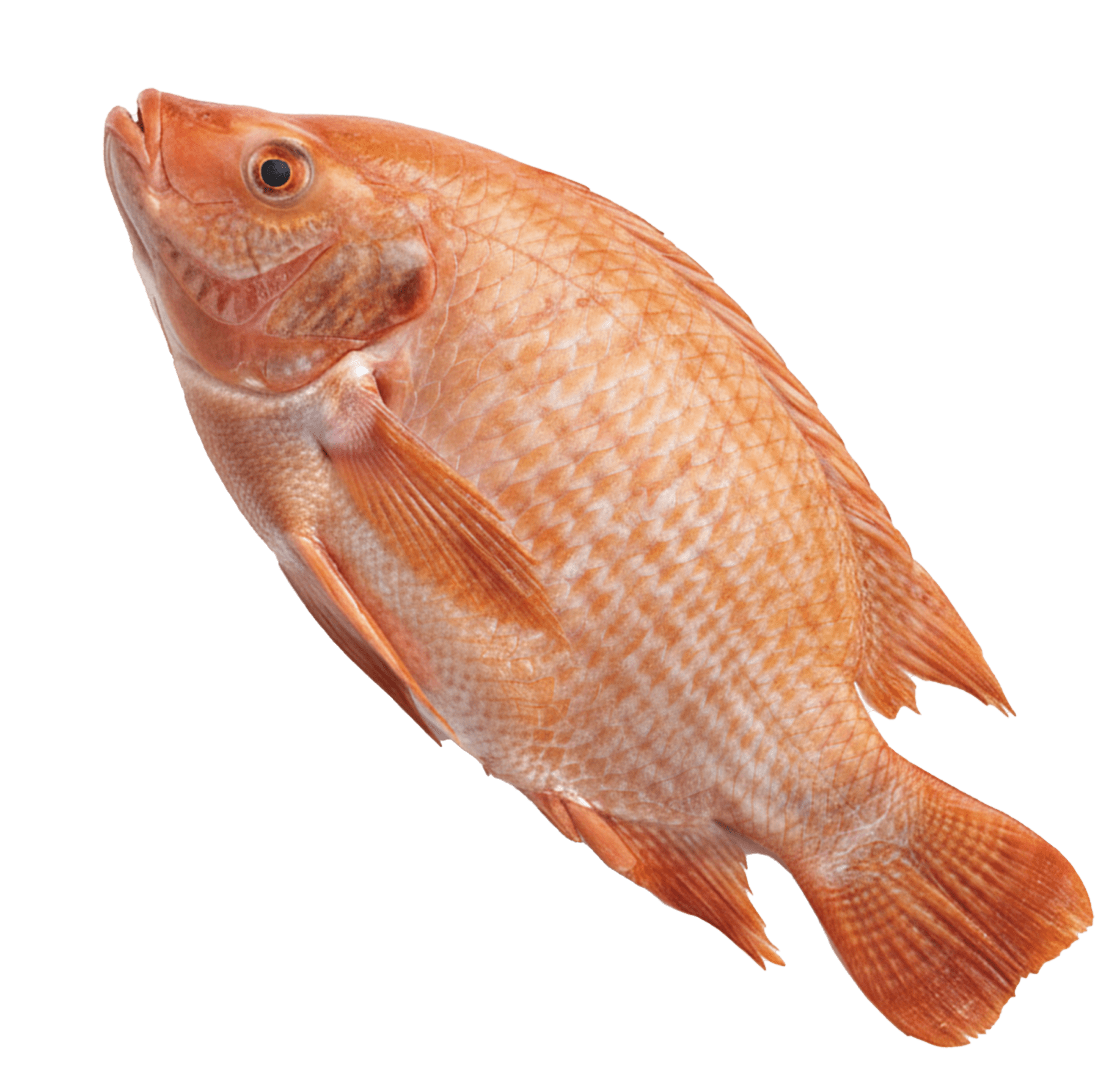 Rouge 1 000 g et plus – Image 2