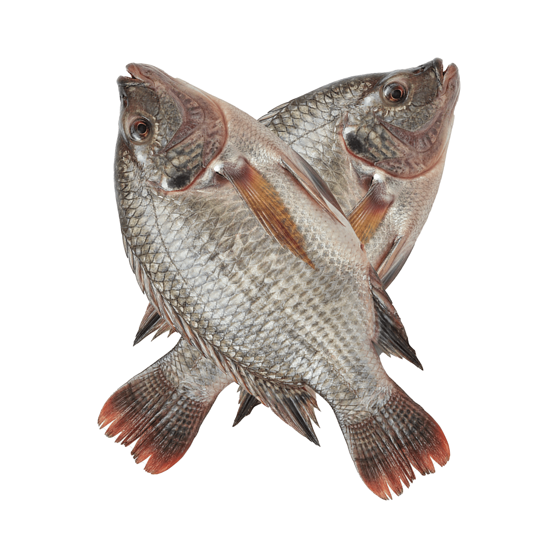 650g ,700g,850g – Image 4