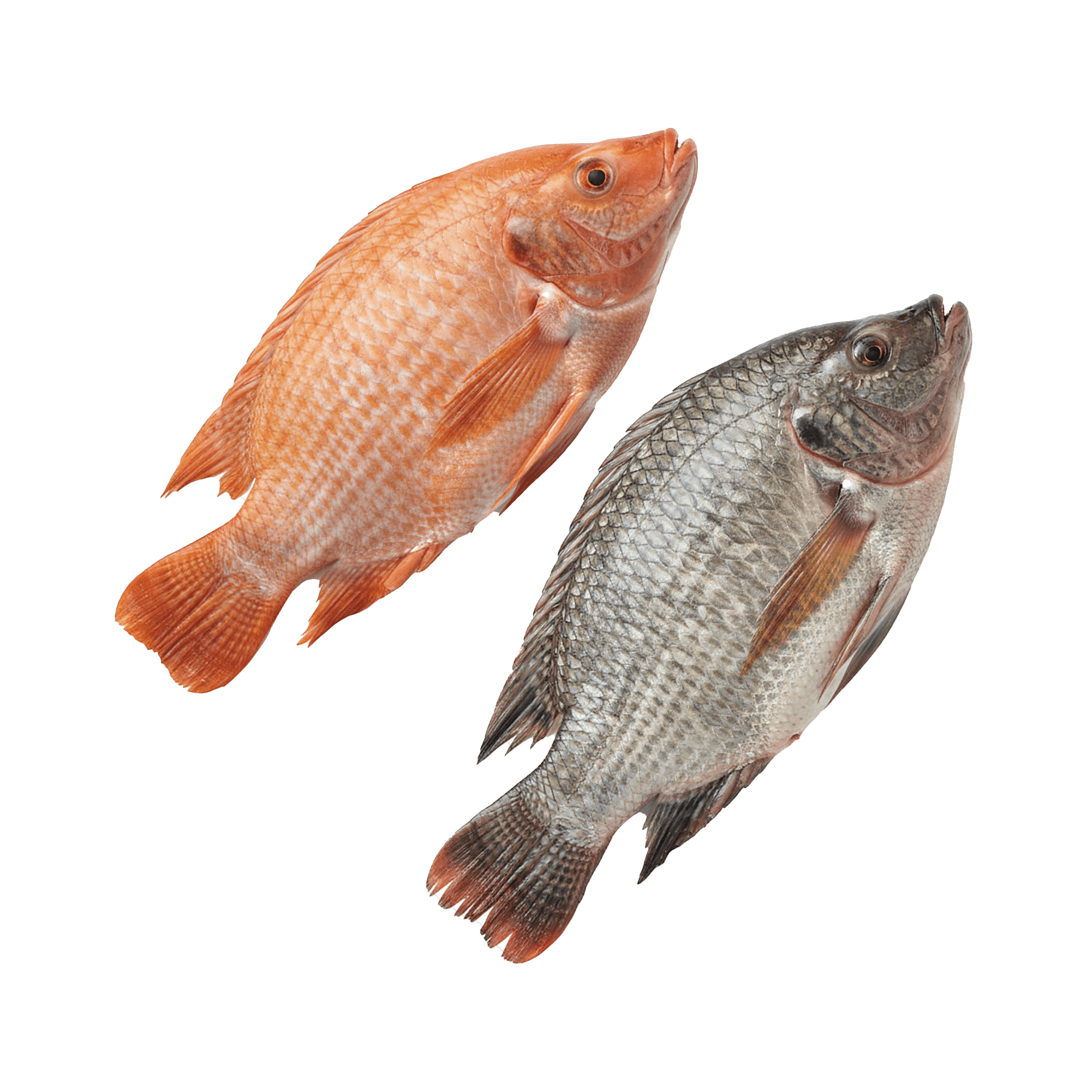 Rouge 1 000 g et plus – Image 4